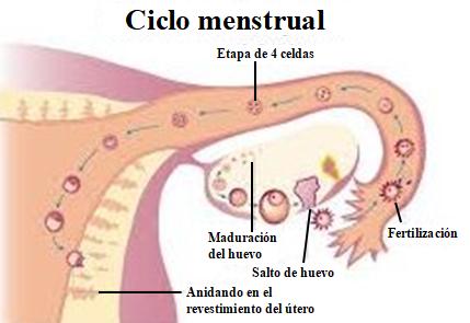 Ciclo Menstrual