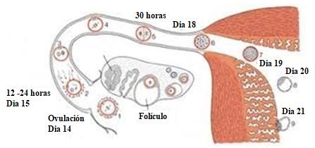 Dia no Ciclo Menstrual