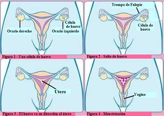 Figura Ciclo