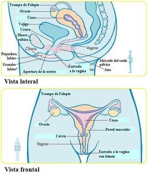 Órganos femeninos