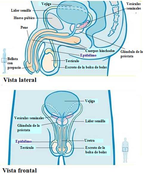 Organos Hombre